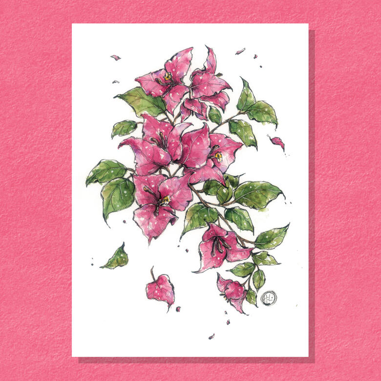 Bougainvilleas